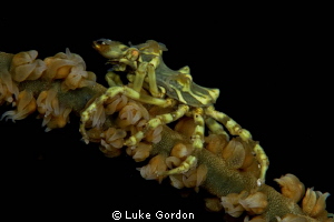 Xenocarcinus tuberculatus on his black coral host by Luke Gordon 